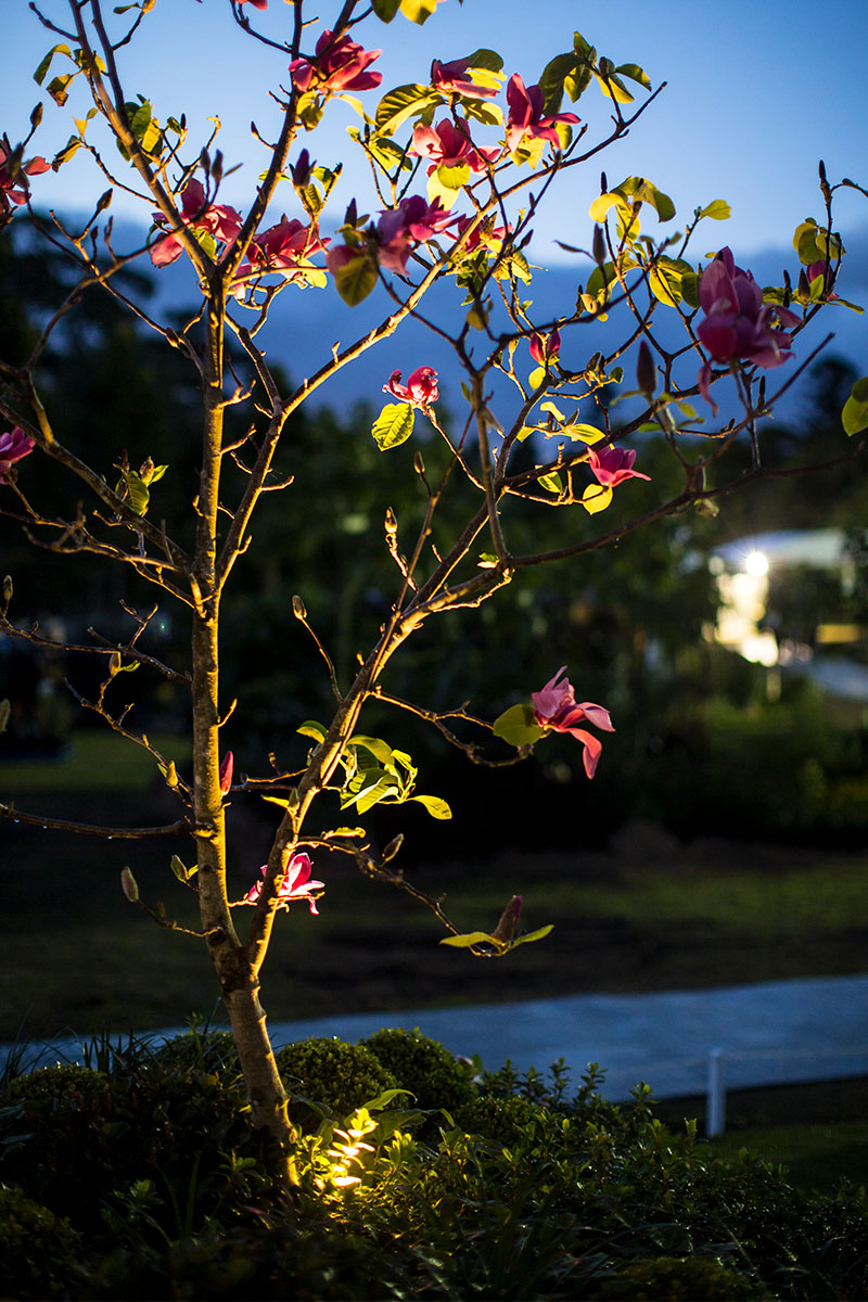 Gardens at Night accent light illuminating floweringmagnolia tree at sydney garden show