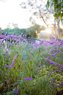 Gardens at Night Project in Focus Inspired Exteriors Outdoor Lighting Australia