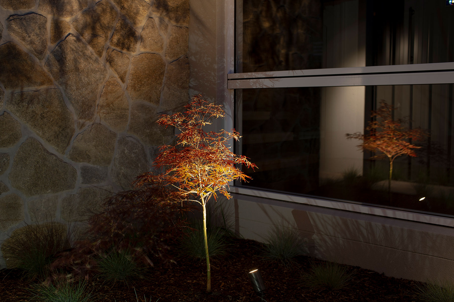 Gardens at Night Accent spike light illuminating single tree in garden