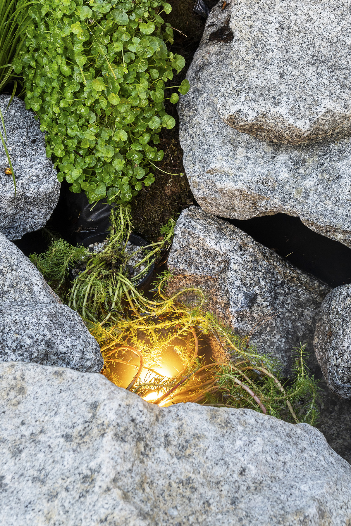Gardens-at-Night-underwater-pond-light-landscape-outdoor-lighting